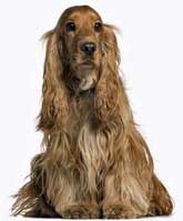 Golden cocker spaniel sitting against a white background. This photo is a link to another page entitled, 'Our frequently asked questions'.