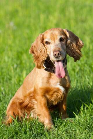 Golden cocker spaniel sitting in a lush green field. No signs of Cocker Spaniel rage here!