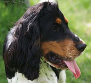 A headshot of a beautiful Cocker Spaniel Rage syndrome in Cocker Spaniels