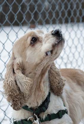 A buff-coloured cocker spaniel in a rescue centre, the mesh of a cage and snowfall in the background.