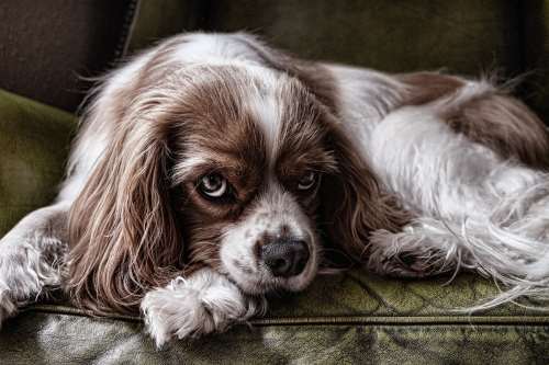 american cocker spaniel shedding a lot