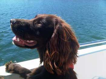 My Cocker Spaniel Is Always Stealing Things!