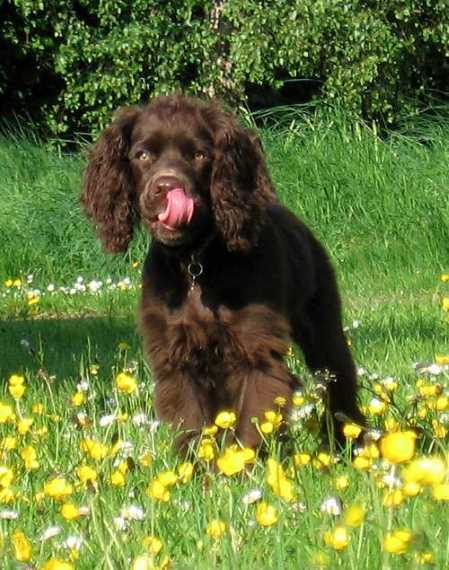 The Cocker Spaniel temperament is very gentle. This Chocolate Cocker is sitting in a field of buttercups.