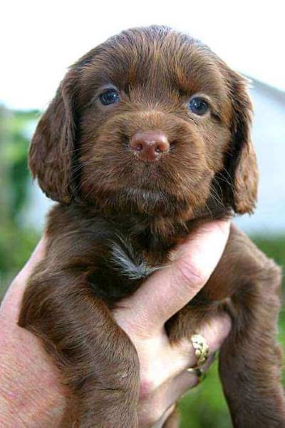 English Cocker Spaniel Puppy Weight Chart