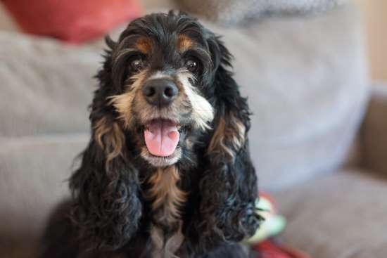 Spaniel Weight Chart