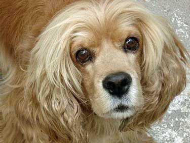 Headshot of a golden cocker spaniel with large, clear eyes, looking up at the camera. This photo is demonstrating healthy eyes.