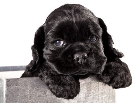 Cute black cocker spaniel puppy with paws over the edge of a silver-coloured gift bag.