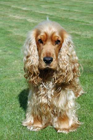 Golden cocker spaniel used to indulge in Coprophagia when he was a puppy, but no longer!