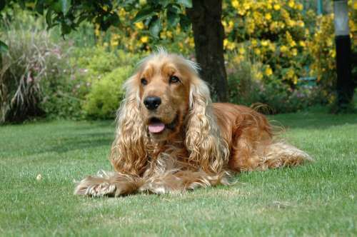 Max, golden cocker spaniel coprophagia