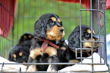 Crate Training Puppies