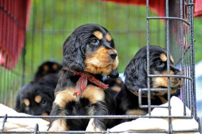 Crate training puppies isn't cruel. Just look at these black and tan cocker spaniel puppies enjoying time in their crate.