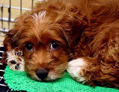 Doesn't this puppy just melt your heart? Lying there in his crate, he looks really cosy and safe. Dark golden cocker lying on bright green vet bedding inside his crate.
