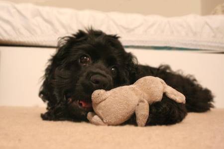 What a cute little puppy. He seems to love his soft cuddly rabbit, doesn't he? Black cocker puppy lying on a bed with pink soft toy rabbit.
