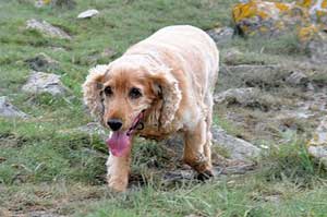 This golden cocker will be ready for a nap in his crate when he gets home. Golden cocker walking uphill, panting. He looks tired.
