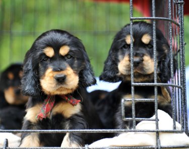 dog crate for cocker spaniel