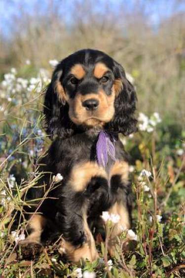 blue roan and tan cocker spaniel puppy