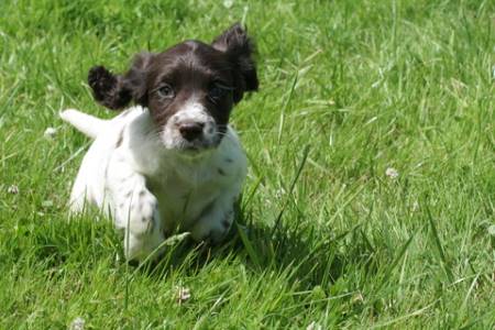 Cocker spaniel puppy, chocolate and white, running in the grass.