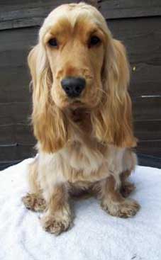 Visitor's golden cocker spaniel puppy sitting on a white towel. The question they are asking is, do I feed my dog enough?