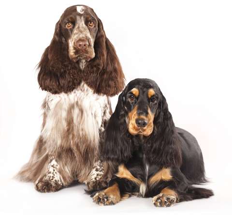 Cocker Spaniel Information All About Your Cute New Cocker Puppy
