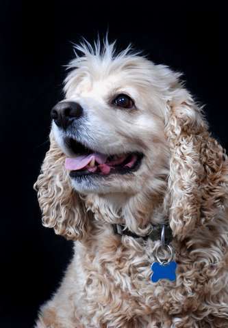 Do Cocker Spaniels Shed Much?