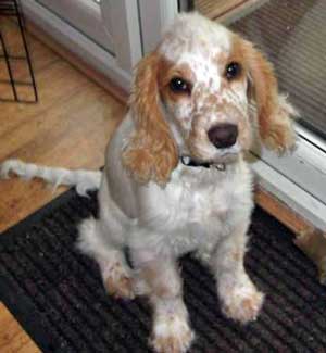 Do English Cocker Spaniels Need Other Dog Companionship