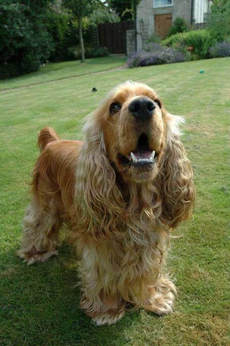 Golden cocker spaniel dog barking in the garden.