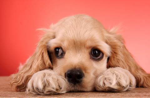 green eyed cocker spaniel