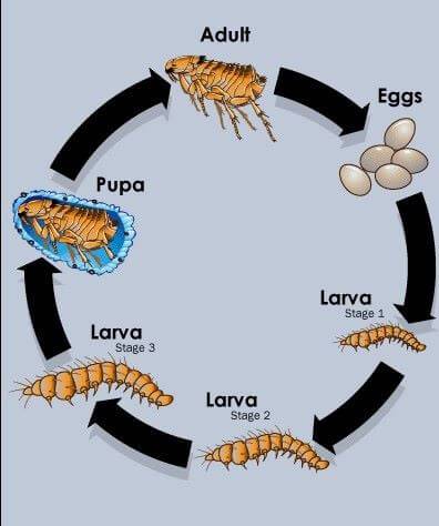 Diagram of a flea's life cycle.