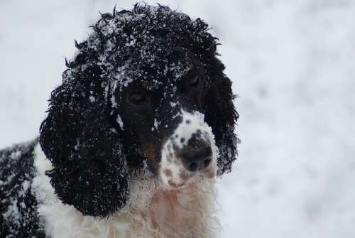 Feeding your Cocker kibble which is made with quality dog food ingredients will keep him fit and healthy.