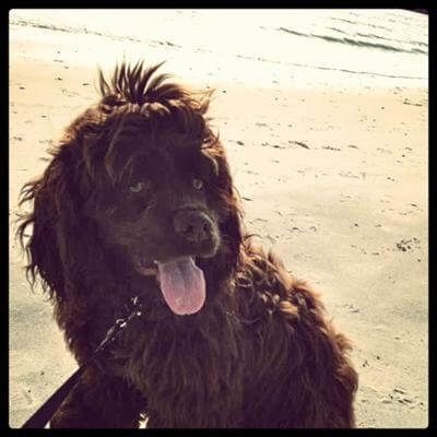 Chocolate cocker spaniel sitting on the beach. He looks a bit untidy because he needs a haircut! Chocolate cocker spaniel sitting on the beach. He needs a haircut and his tongue is sticking out. It's a cute photo.
