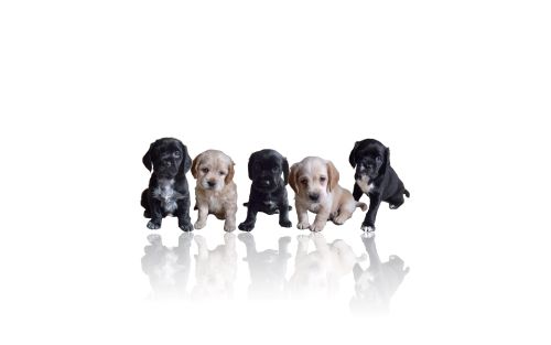 Puppies are often guilty of peeing often; however, they are soon potty trained. A line of cute Cocker Spaniel puppies against a white background.