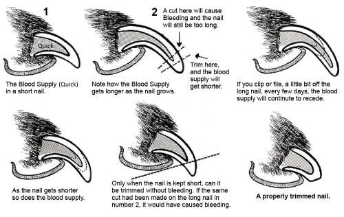Trimming Dog Nails: How Best To Cut Your Cocker Spaniel's Claws