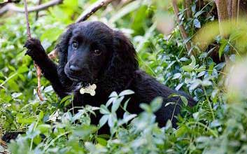 Cute black cocker spaniel dog. His name is Midnight, and he's sitting amongst lots of vegetation!