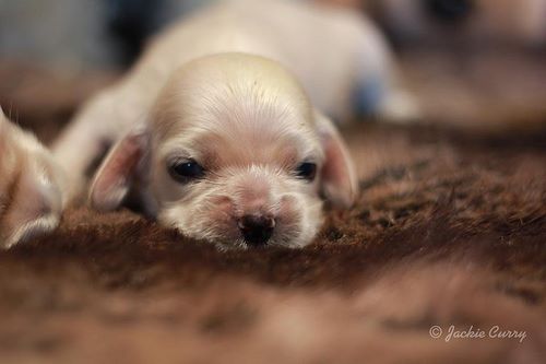 This beautiful 2-week-old Cocker Spaniel puppy has its eyes open and is chilling out lying on a blanket. A 2-week-old cocker spaniel puppy, looking so cute.