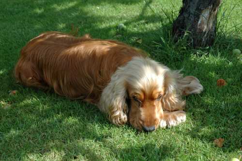 Max decided it was too hot for him so he flopped down in the shade of our old apple tree in the garden. This is Max, my golden Cocker Spaniel resting in the shade of an old apple tree.