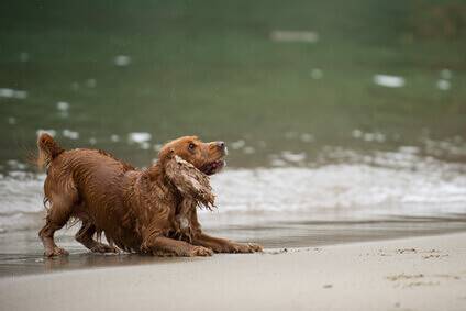 This lovely golden cocker is soaking wet after his swim in the sea. He just wants to play now and is barking at his owner. Wet, golden cocker spaniel at the water's edge, on the beach. He's barking and is in the bowing position. He wants to play.