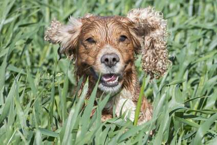 Gorgeous golden cocker spaniel running through wet grass. Gorgeous golden cocker spaniel running through wet grass.