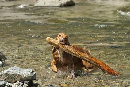 This strong Cocker Spaniel is determined to bring home this tree branch! A golden Cocker Spaniel lugging a large tree branch through the stream.