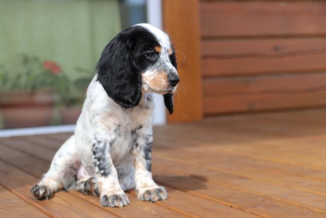 This gorgeous Cocker Spaniel puppy looks quite sad, but he's not. He's just taking a short break before going back to running around in the garden. Gorgeous Cocker Spaniel puppy sitting on wooden decking, looking quite wistful!
