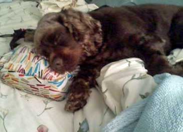 Cocker Spaniel Sleeping On The Bed