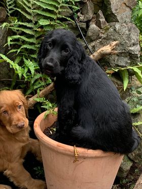 Two cocker spaniel puppies, one is golden and the other black. The black puppy is sitting in a terracotta plant pot.