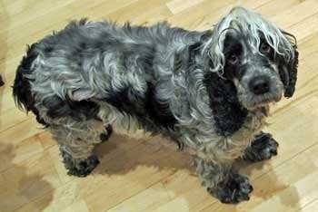 This is Rita, she's a submissive Cocker Spaniel.