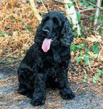 This is a beautiful black Cocker Spaniel sitting in the autumnal woods.