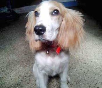 Beautiful Cocker Spaniel looking at the camera.