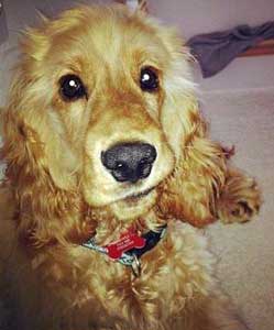 golden cocker spaniel looking at his master
