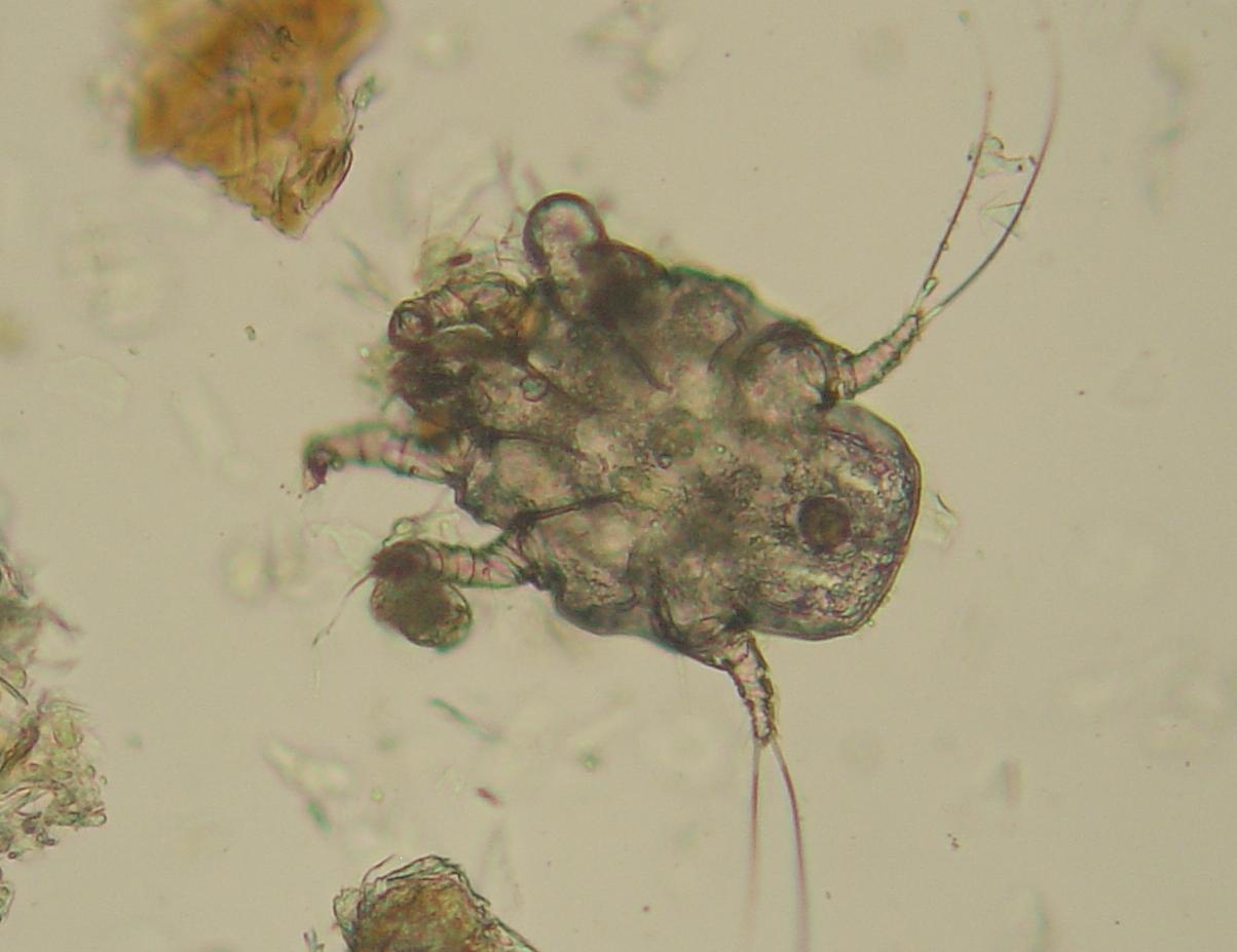Close-up of an ear mite.