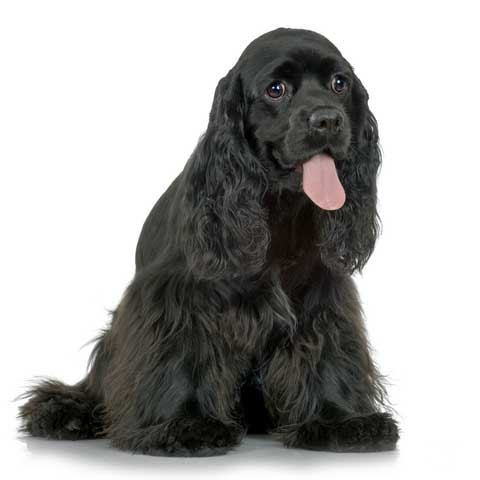 Keep eye problems in dogs at bay by making sure you clean your dog's eyes often. This is a photo of a black cocker spaniel puppy, with clear shining eyes. He is sitting with his pink tongue out. The photo is taken against a white background.