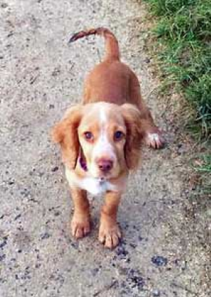 How much to feed a cocker spaniel puppy 2025