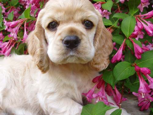 female english cocker spaniel