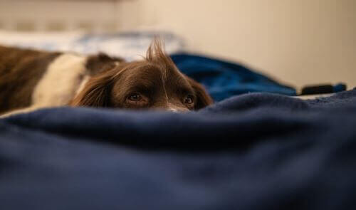 This Cocker Spaniel's bedding will need to be washed regularly to ensure the fleas don't return. Cocker spaniel lying on his bedding.